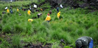 people planting trees